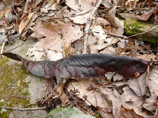 {Gleditsia triacanthos}